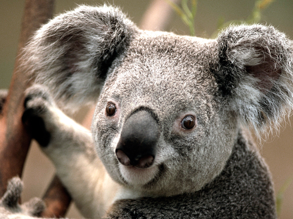 gms:klasse:koala.jpg